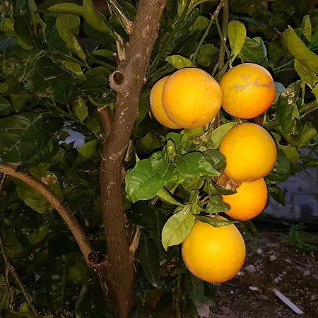 Semesterbostad La Hoyita De Tunte *